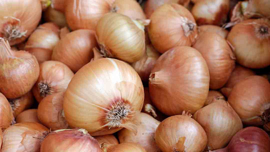 หัวหอมใหญ่ - หมอเขียว - Morkeaw